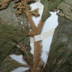 Miconia diaphanea Diğer