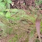 Panicum capillareFruit