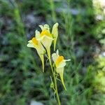 Linaria vulgarisFlower