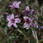 Plumbago europaea Flor