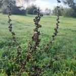 Verbascum virgatumLeaf