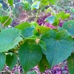 Mikania scandens Fuelha