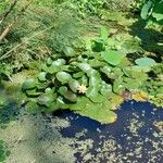 Nymphaea mexicana Habit