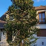 Araucaria araucanaपत्ता