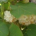 Dombeya burgessiae 葉