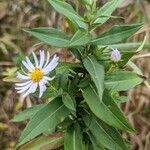 Symphyotrichum puniceum Fuelha