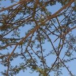 Acacia raddiana Annet