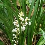 Ophiopogon jaburan Fiore