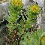 Rhodiola rosea Blad