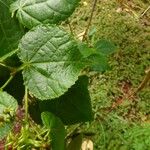 Dombeya elegans Blatt