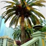 Phoenix canariensis Folha
