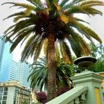 Phoenix canariensis Листок