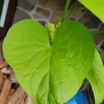 Ipomoea batatas Hoja
