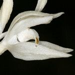 Cephalanthera austiniae Flower