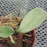 Phalaenopsis pallens Hoja