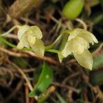 Bulbophyllum cylindrobulbum Fiore