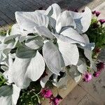 Senecio candidans Hostoa