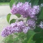 Syringa vulgarisFlower