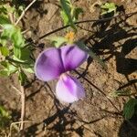 Vigna frutescens Blomst