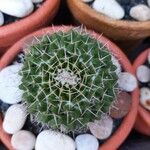 Mammillaria winterae Other