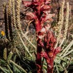 Orobanche alba Kvet