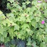 Rubus odoratus 整株植物