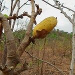 Gardenia erubescens Fruit