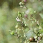 Veronica catenata പുഷ്പം