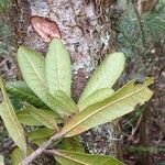 Pleioluma lasiantha Folio