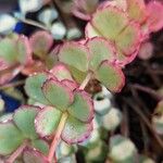 Sedum sieboldii Hoja