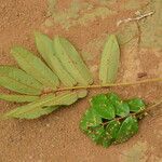 Amphimas ferrugineus Лист
