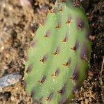 Opuntia humifusa Frunză