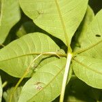 Vitex cooperi Hoja
