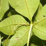 Vitex cooperi Yaprak