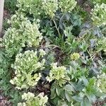 Helleborus argutifolius ശീലം