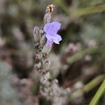 Lavandula latifolia Blomst