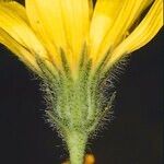 Hieracium pedemontanum Flower