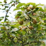 Pyrus pyrifolia Fruit