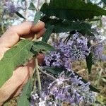 Buddleja alternifolia Folla