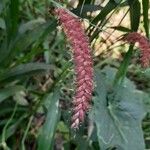 Cenchrus pedicellatus Flower