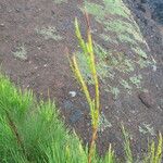 Casuarina equisetifolia Leaf
