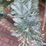 Acacia baileyana Hostoa