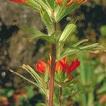 Castilleja coccinea Flor