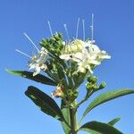 Volkameria heterophylla Fleur