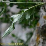 Hieracium humile Bark