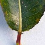 Salix × hermaphroditica Leaf