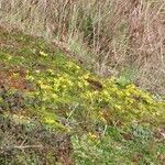 Gagea bohemica Mosusu
