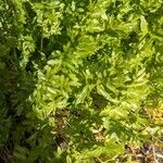 Limnanthes douglasii Fulla