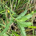 Chamaecrista mimosoides Hoja