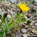 Scorzoneroides autumnalis Hábito